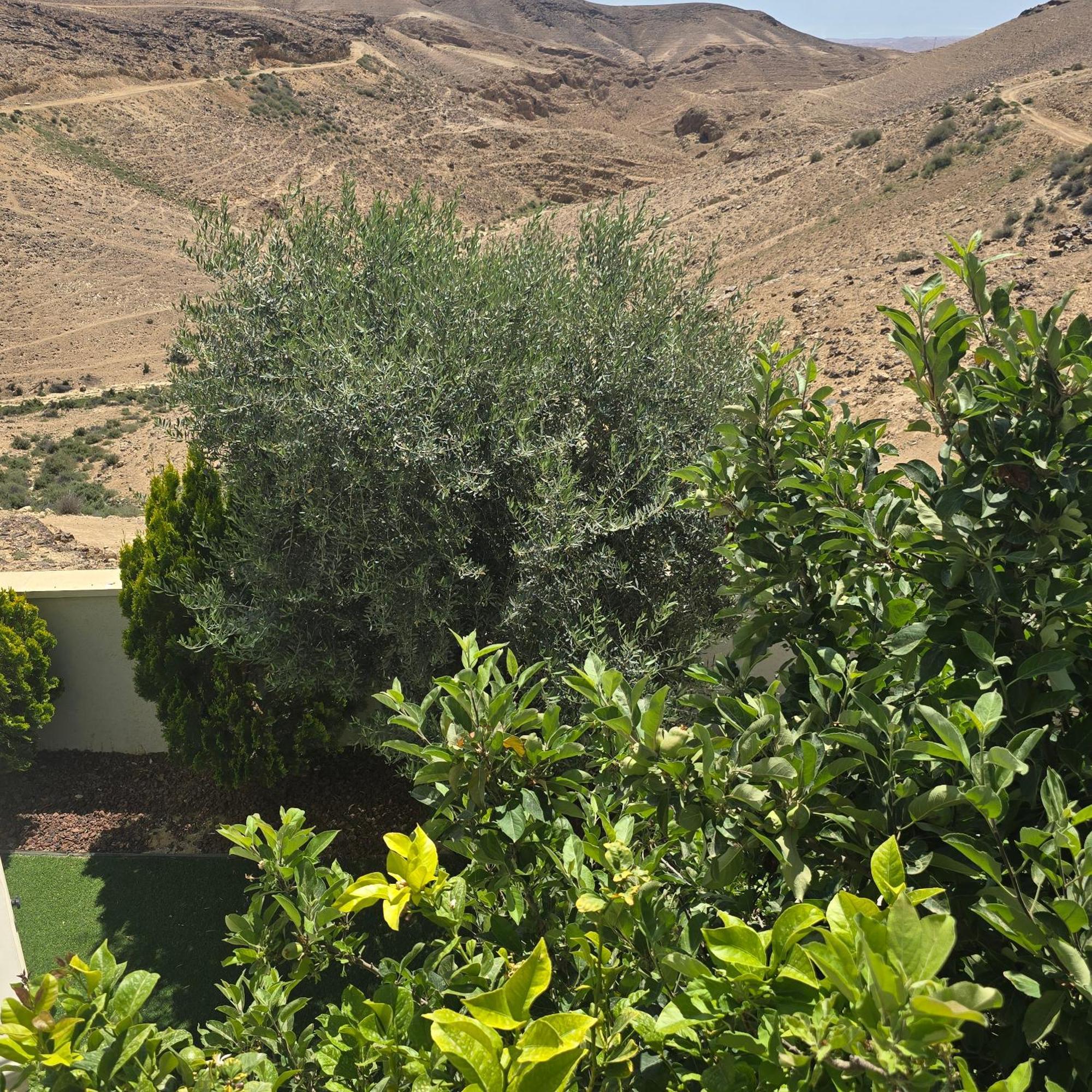 " Arada " Luxury House Villa Exterior foto